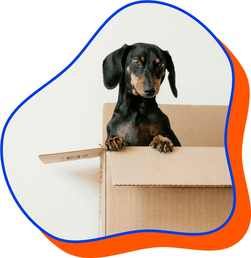 Dog in box