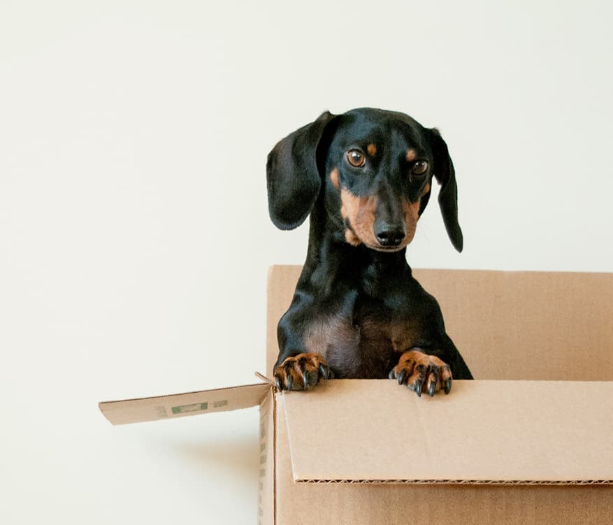 Dog in box